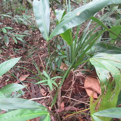 Cyclanthus bipartitus