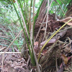 Cyclanthus bipartitus
