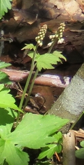 Tiarella austrina