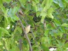 Vireo bellii