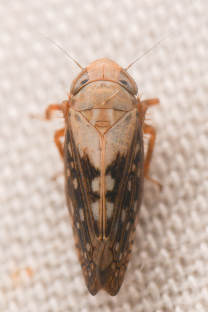 Spathanus acuminatus
