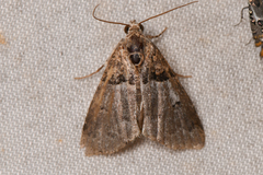 Cobubatha dividua