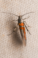 Aetole cera