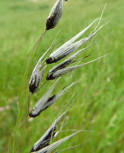 Ustilago avenae (Pers.) Rostr.