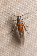 Aetole cera