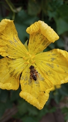 Eristalinus taeniops