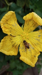 Eristalinus taeniops