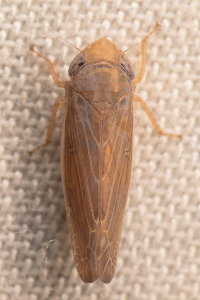 Limbanus omani