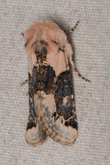 Triocnemis saporis