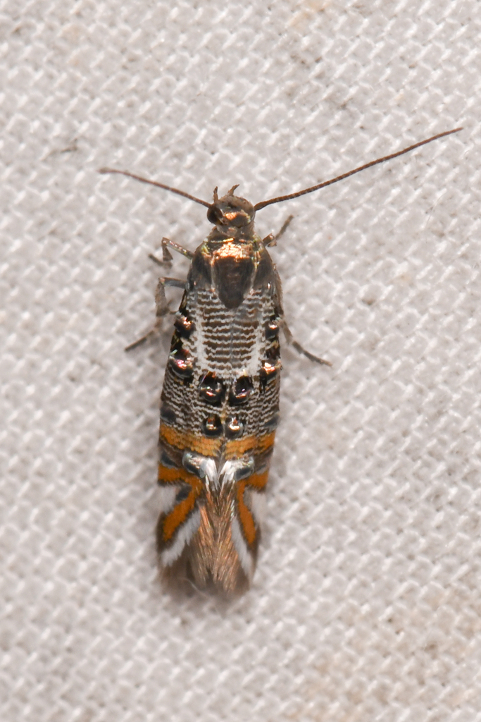 Orange-banded jewel-studded sun moth