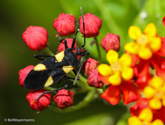 Oncopeltus varicolor varicolor