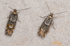 Lithariapteryx jubarella