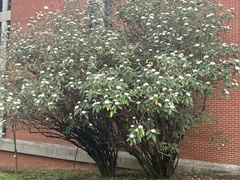 Viburnum rhytidophyllum
