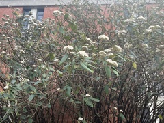 Viburnum rhytidophyllum