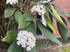 Viburnum rhytidophyllum