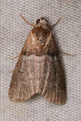 Cobubatha dividua