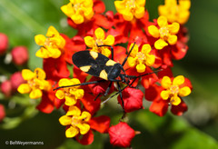Oncopeltus varicolor varicolor