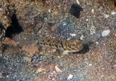 Hawaiian Shrimpgoby photo 2