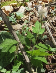 Tiarella austrina