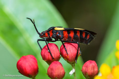 Oncopeltus varicolor varicolor