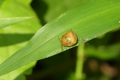 Megacopta cribraria