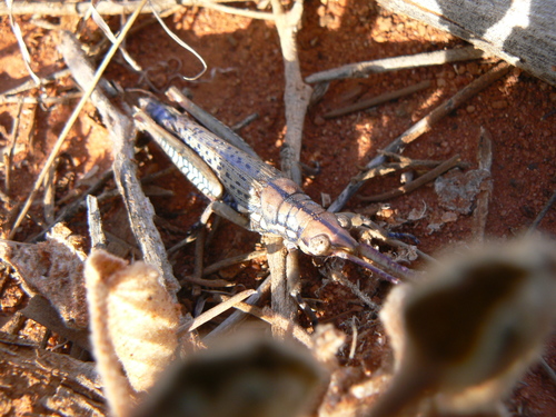 Gaudy Acacia Grasshopper