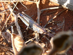 Macrolobalia ocellata