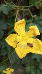Eristalinus taeniops