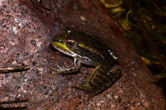 Lithobates chiricahuensis