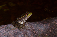 Lithobates chiricahuensis