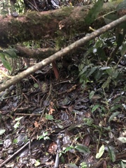 Bothrocophias microphthalmus