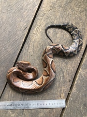 Bothrocophias microphthalmus