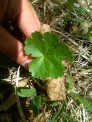 Heuchera richardsonii