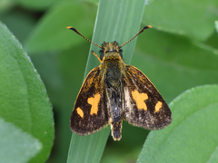 Dalla lethaea