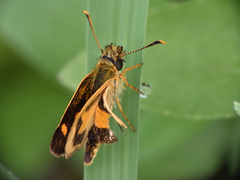 Dalla lethaea