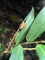 Pristimantis altamnis