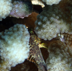 Sebastapistes coniorta