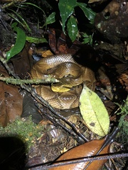 Bothrocophias microphthalmus
