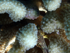 Sebastapistes coniorta