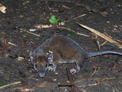 Monodelphis adusta