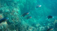 Pycnochromis vanderbilti