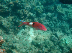 Parupeneus pleurostigma