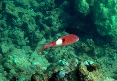 Parupeneus pleurostigma