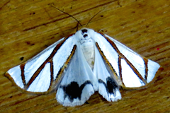 Thalaina angulosa
