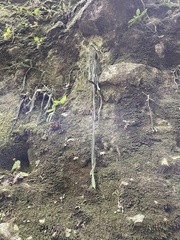 Disocactus speciosus speciosus
