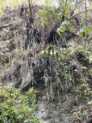 Disocactus speciosus speciosus
