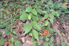 Pleurolobus gangeticus