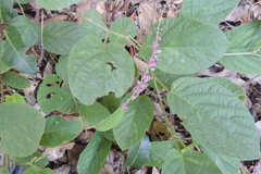 Pleurolobus gangeticus