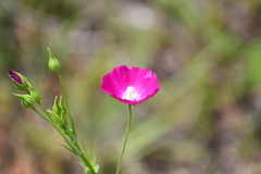 Callirhoe leiocarpa
