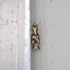 Lepidoptera